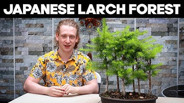 Japanese Larch Bonsai Forest - Summer Pruning Tips