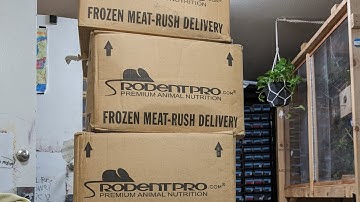 What Size Rat Should I Feed My Ball Python? And How Often?