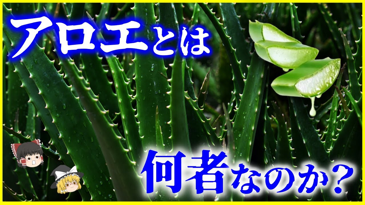 【ゆっくり解説】4,000年前から栽培…「アロエ」とは何者なのか？を解説/保水力と生命力がエグい多肉植物