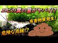 【印刷可能】 ミナミヌマエビ フン 長い 351654-ミナミヌマエビ フン 長い