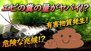 アクアリウム水槽 エビはコケ取り能力が高いけど糞の量も超絶多い 有害物質発生リスクやエビが出す危険な兆候について Youtube