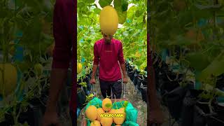 Download Lagu SAPA LA LETAK BUAH ATAS KEPALA | GOLDEN MELON AF AGRO FARM #agriculture #pertanian #farming MP3