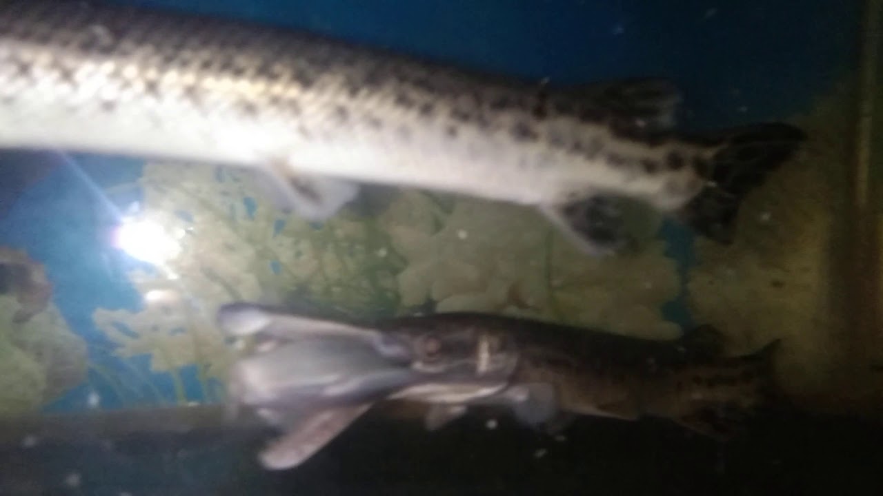 Ikan makan ikan .. #Aligator