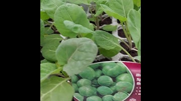 BRUSSEL SPROUT SEEDLINGS 🌱🇬🇧#shortvideo #uk #vegetables #brusselsprouts