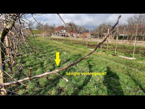 Snoeien van appelbomen in Zelfplukboomgaard &rsquo;t Straatje