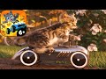 Little Kitten My Favorite Cat - Pet Racing - Bike &amp; Kart Racer - Best App For Kids - Part 2