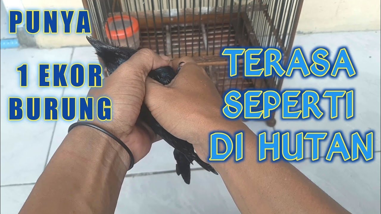 BURUNG CERDAS BISA TIRU SUARA WAMBI, CUNGKOK, POKSAY HONGKONG || Endemik Sumatra Srigunting kantil