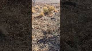 Great day to visit the Manzano Mesa Roadrunners, Albuquerque! #getoutside #abq #shorts