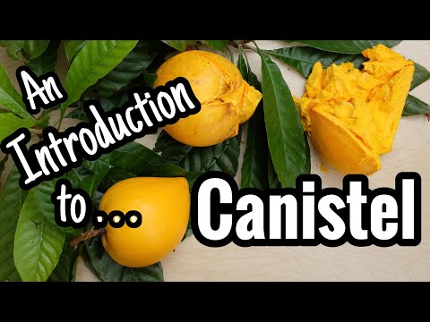 Video: Canistel Tree Care: Lær hvordan du dyrker eggefrukttrær i landskapet