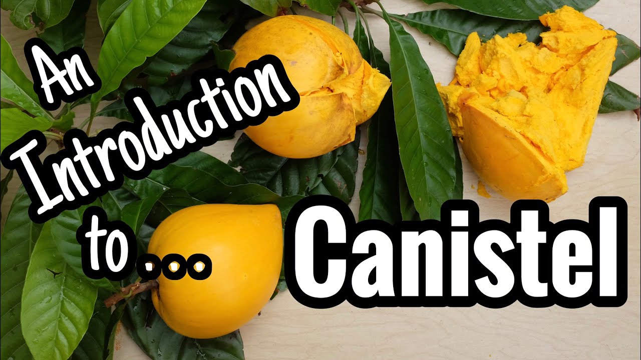 What'S A Dinosaur Egg Fruit?