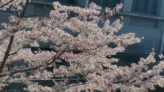 Download Lagu Kelopak Kelopak Bunga Sakura JKT 48 Cover Dwi dan Andre - 桜の花びらたち　JKT48 #Sakura #JKT48 #AKB48 #桜　#春 MP3