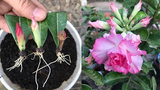 The secret to desert roses growing quickly and taking root endlessly