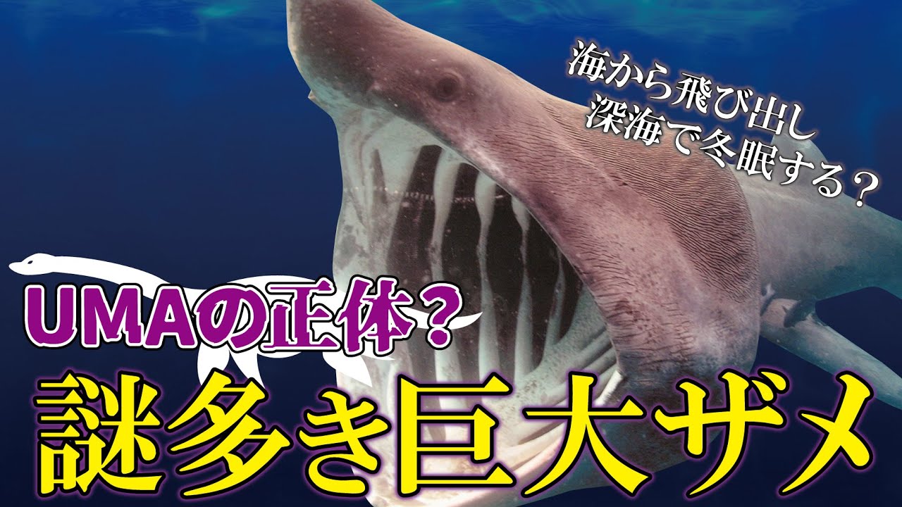 【巨大ザメ】UMAネッシーの正体と言われた世界で二番目に大きなサメ、ウバザメを解説!【都市伝説】【ニューネッシー】【Basking shark ...