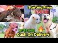 Cheapest Dogs Market In Delhi | Wholesale/Retail | Pitbull,American Bully,Lhasa,pug,etc