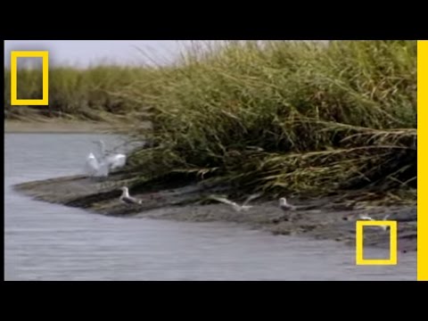 Bottlenose Hunt on Sandy Shore | National Geographic