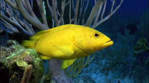 Piemont - Preoperyl (Sebastian Lutz Remix)