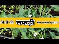 मिर्ची की "मकड़ी" का आसान इलाज🔥How to Control Chilli Mite/Chilli Mite Control/Chilli Yellow Mite