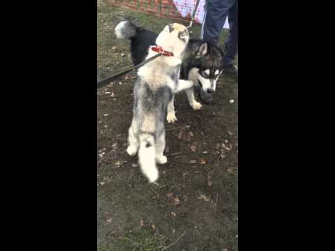 Хаски Джек испытывает терпение маламута