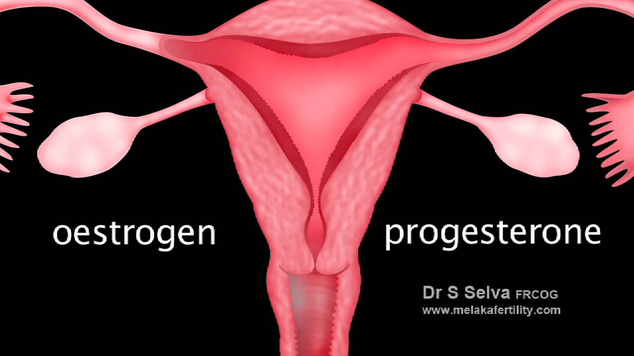 Pelvic Anatomy Female