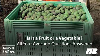 Is It a Fruit or a Vegetable? All Your Avocado Questions Answered