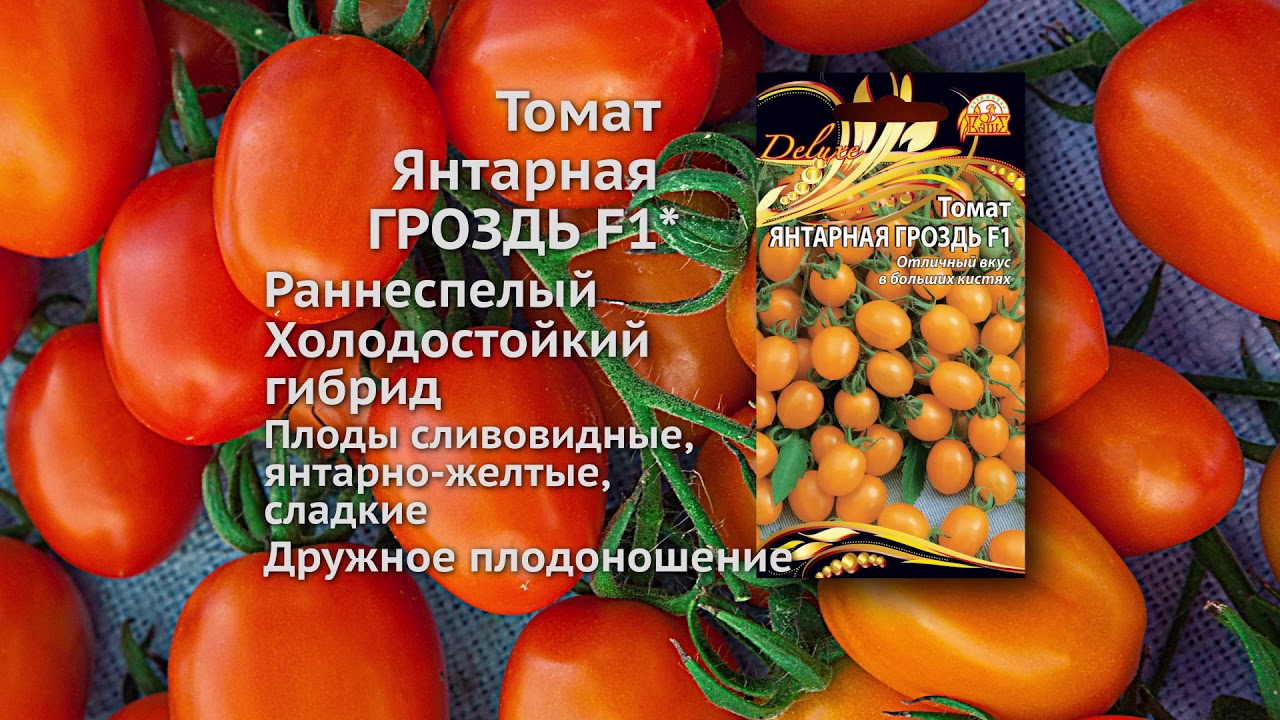 Томат Янтарный Фото