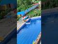 pani dekho kitna saf hai #swimmingpool #dreampalace #viralshort #explorepage #trendingshorts #pool