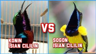 konin isian cililin vs Sogon isian cililin