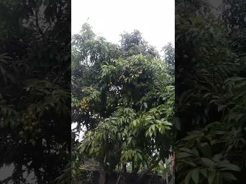 comment pr batho kon sa tree hai 🤌🏻🤤#fypシ゚viral #food #recipe #ytshorts #cooking #trending