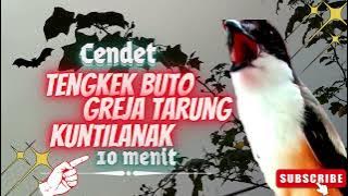 Masteran Cendet Isian Greja, Tengkek Buto, Kuntilanak - Cukup 10 Menit