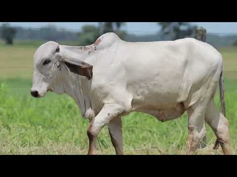 LOTE 32 – CAL15244 ALEMANHA FIV CAL