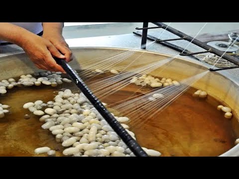 Video: ¿Cómo se fabrica la sericina?