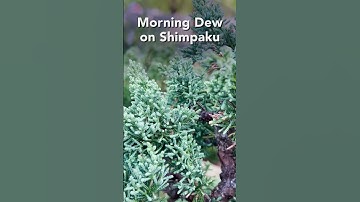 Morning Dew on Shimpaku Juniper #shorts