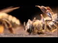 Sciences et avenir horssrie la vie extraordinaire des abeilles
