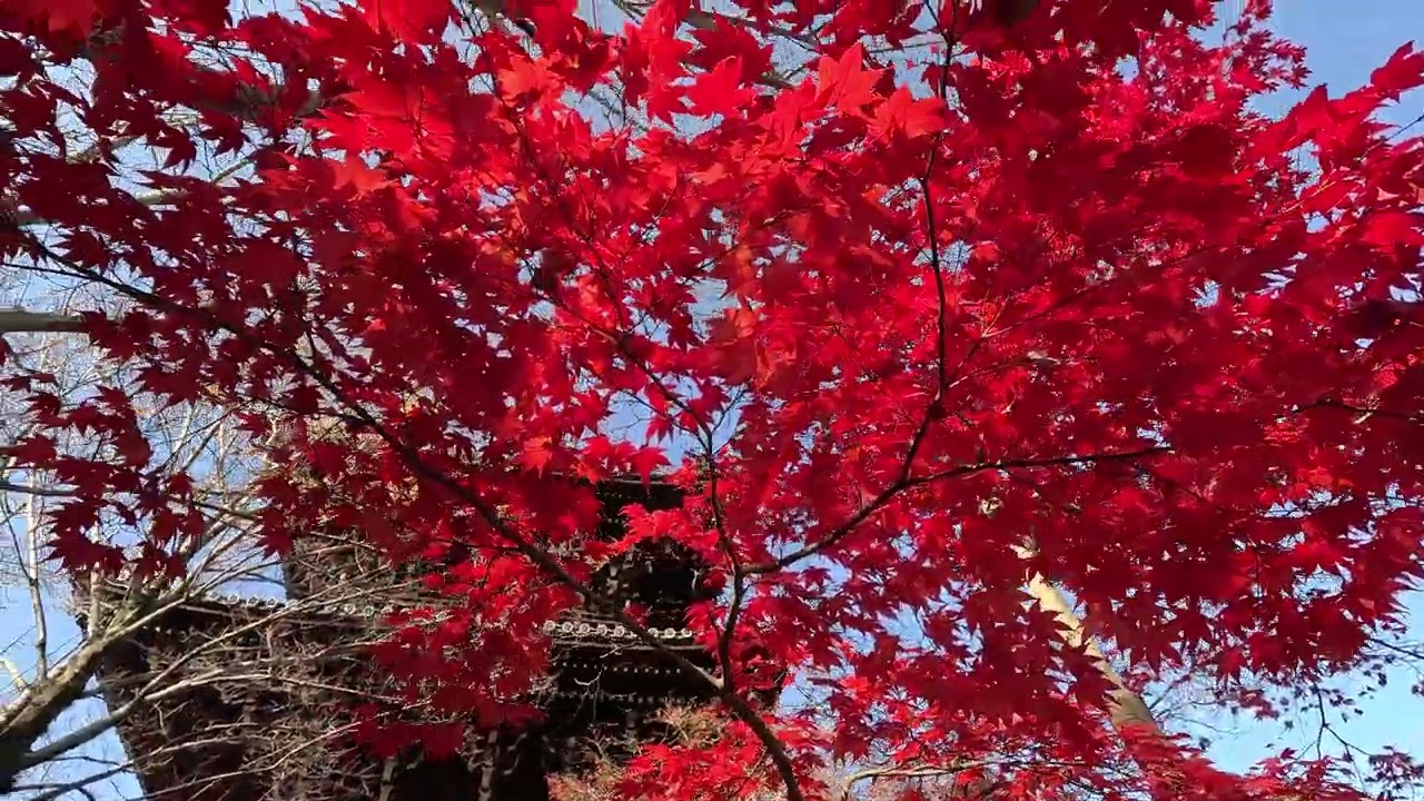 GX010294_2025京都賞楓 真如堂