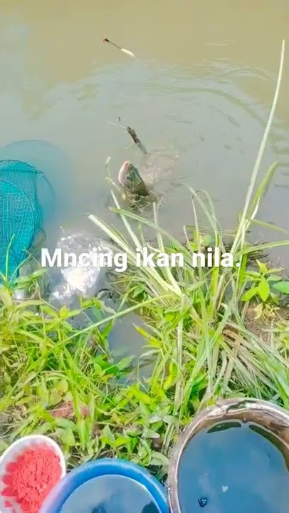 mncing ikan nila babun gais
