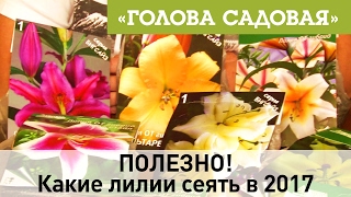 Голова садовая - ПОЛЕЗНО! Какие лилии сеять в 2017 Голова садовая - ПОЛЕЗНО! Какие лилии сеять в 2017