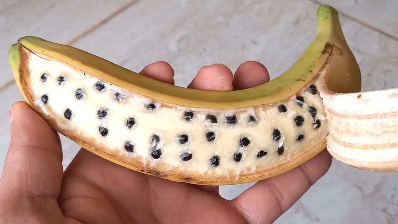 لو زرعت الموز بهاي الطريقة لن تحتاج إلى شرائه مجدداً