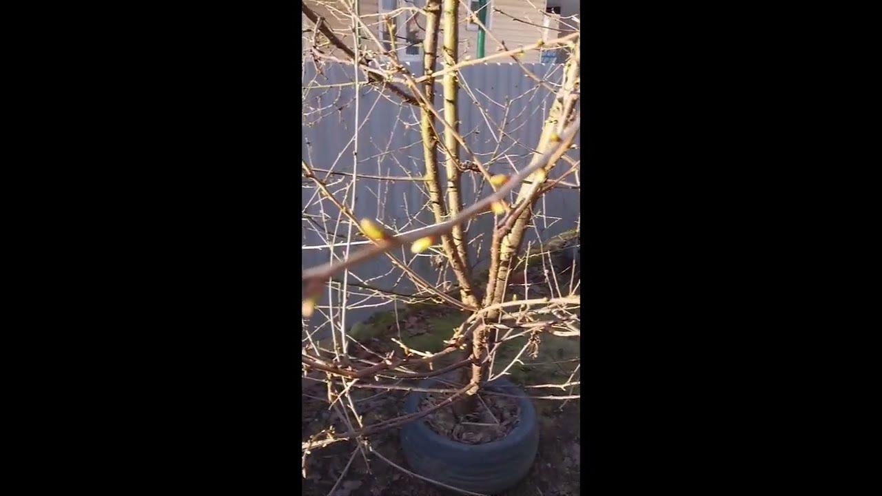 На обеих деревьях лопнули почки. Лопнули почки на деревьях.