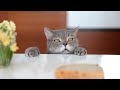 Cute Cats &amp; Kittens Videos | #Cats | #Kittens | Yash Arts Channel | @yashpatwardhan