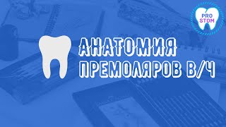 Анатомия и морфология премоляров верхней челюсти