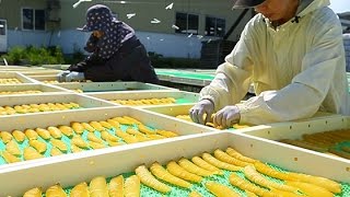 うまみ凝縮カズノコ天日干し　留萌