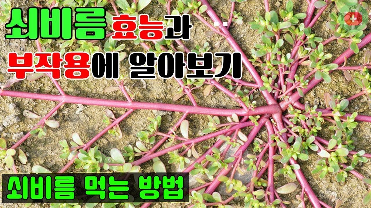 쇠비름 효능과 부작용에 알아보기..쇠비름 먹는 방법 | SHARE 건강정보