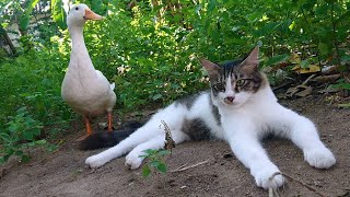 The magical cat raised the duck. Travel outdoors together and look for food. So funny and cute