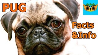 Pug Facts &  Information by Animal World DuDu 2,608 views 7 years ago 10 minutes, 50 seconds