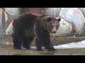 В Ярославском зоопарке проснулись братья-медведи