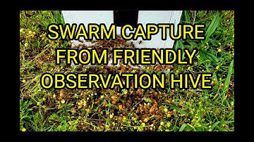 Observation Hive Honeybee Swarm Capture