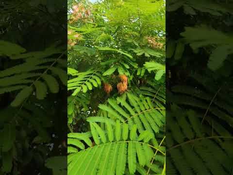 البيزيا جلبرسن   أو خيط الحرير شاهدوا  اكسبلور حديقة ترند الزراعة