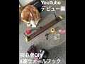 YouTubeデビュー編　ネコと作る初心者DIY ４連ウォールフック　猫　スコティッシュ　スコ