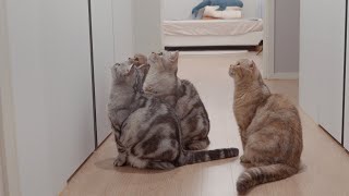 Cat Reaction when a Child is Locked in a Room