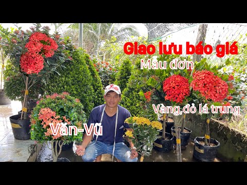 #1 Gl báo giá mẫu đơn đỏ,vàng lá trung,trang sen…/☎️ 0968878912.Văn-Vũ Mới Nhất